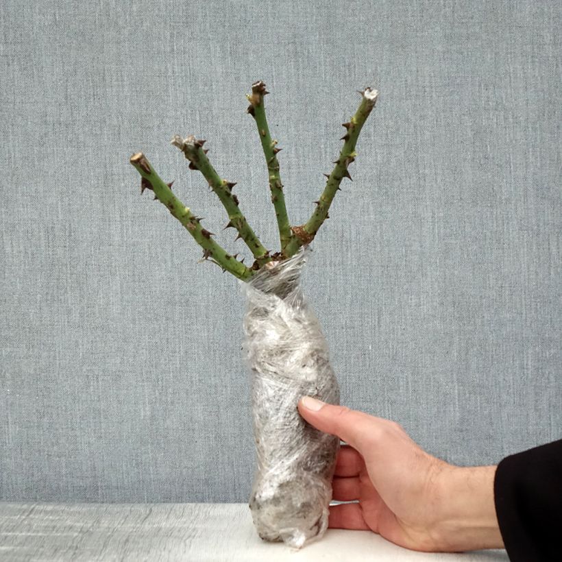 Rosa Vulcano Zolla a radice nuda esemplare consegnato in inverno