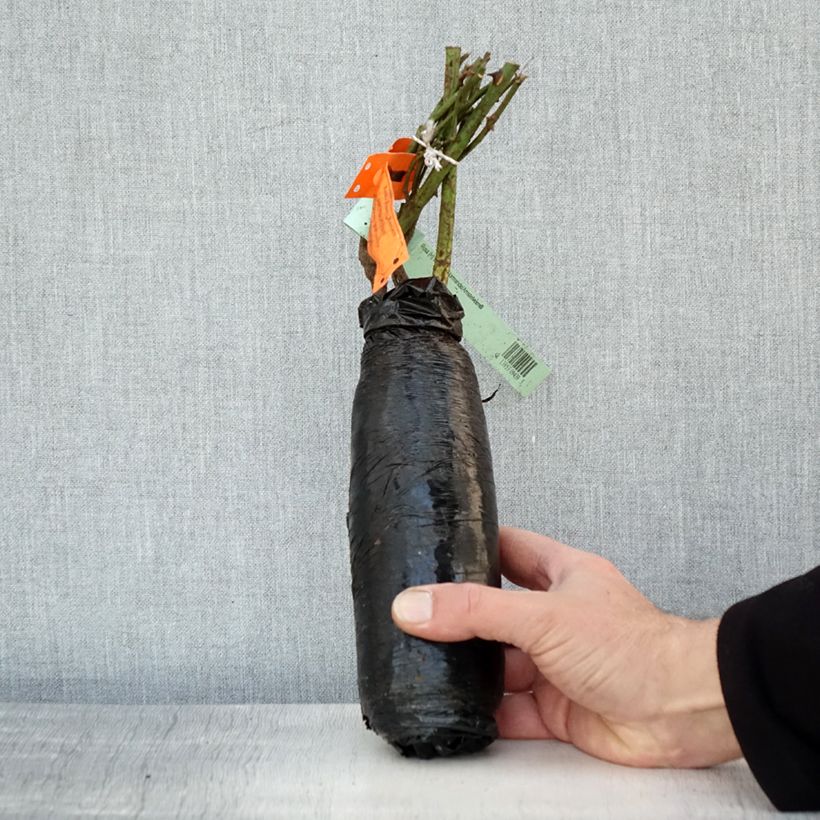 Rosa White Symphony Zolla a radice nuda esemplare consegnato in inverno