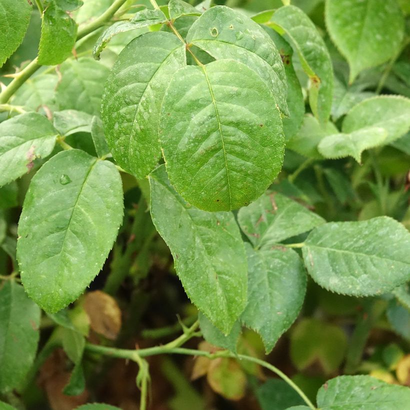 Rosa Womanity (Fogliame)