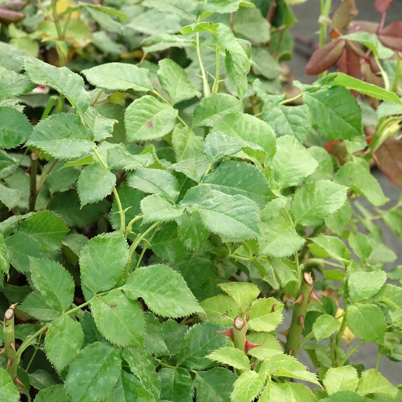 Rosa Yellowstone Oraleymy - Rose ibrida di tea (Fogliame)