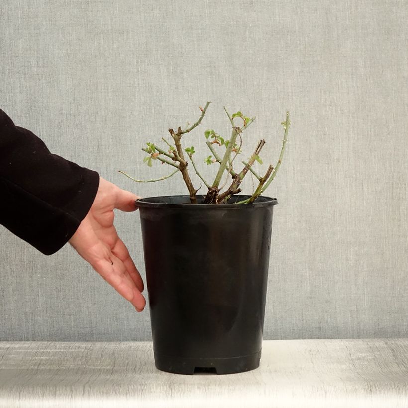 Rosa Yellowstone Oraleymy - Rose ibrida di tea Vaso da 4L/5L esemplare consegnato in inverno