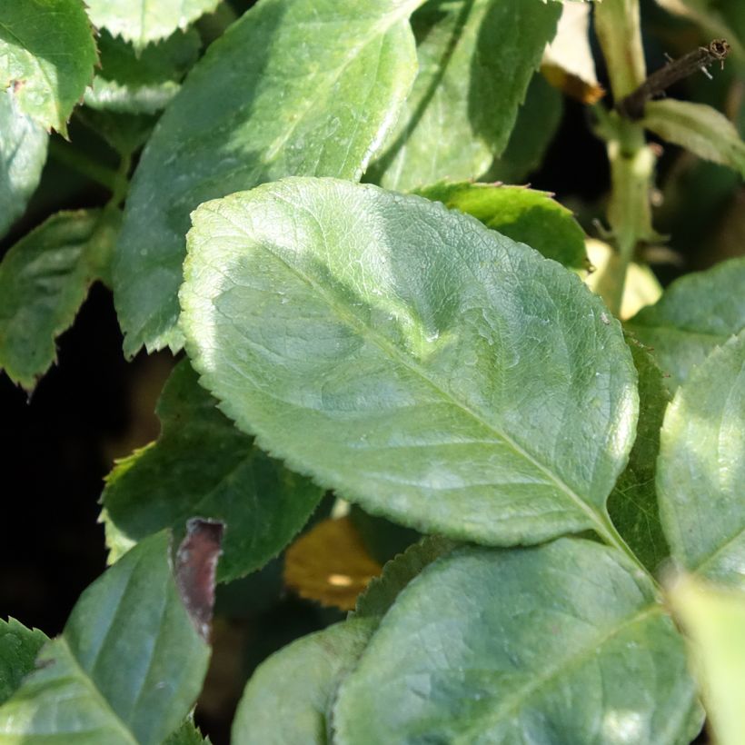 Rosa polyantha Arthur Bell (Fogliame)