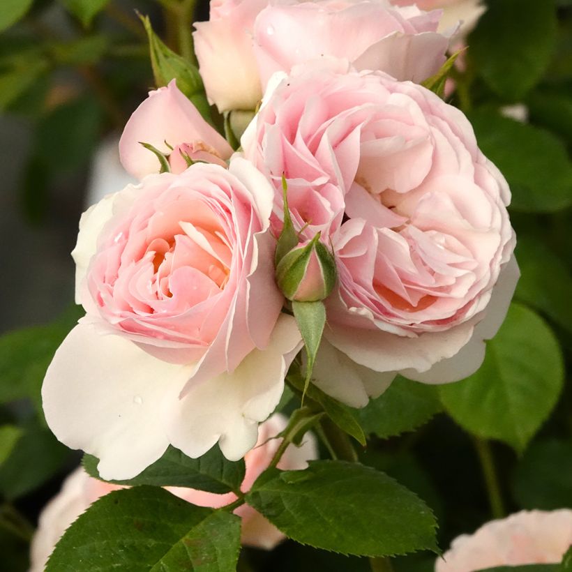 Rosa polyantha Pear (Fioritura)