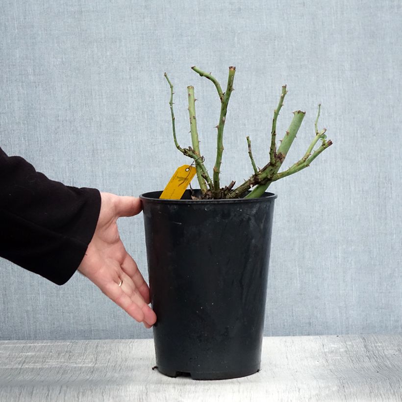 Esemplare di Rosier à massif Sophie Luise Pot de 4L/5L come consegnato in autunno