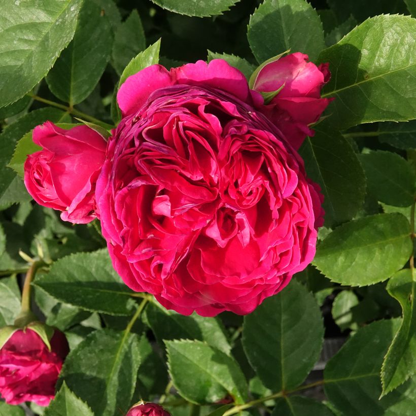 Rose a cespuglio Sophie Luise (Fioritura)