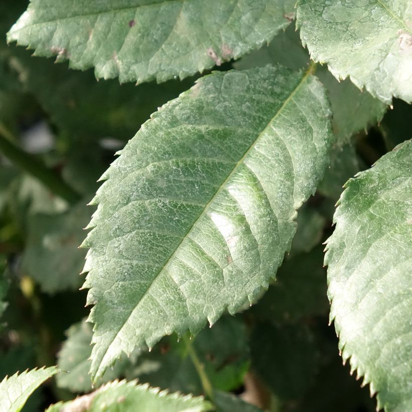 Rosa polyantha Sweet Honey (Fogliame)