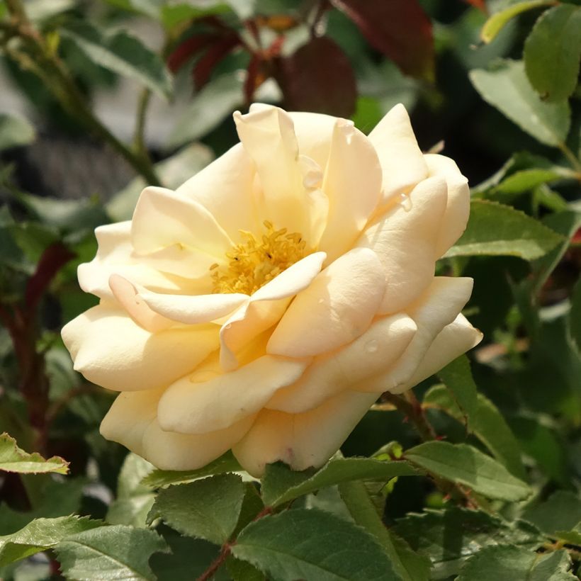 Rosa polyantha Sweet Honey (Fioritura)