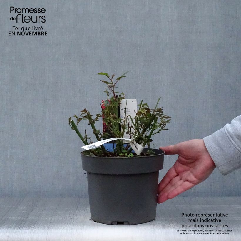 Esemplare di Rosier à patio Everglow Ruby  Pot de 4L/5L come consegnato in autunno