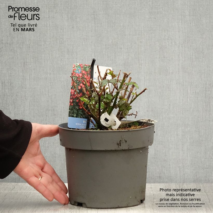 Example of Rosa polyantha Everglow Ruby Vaso da 4L/5L as you get in printemps