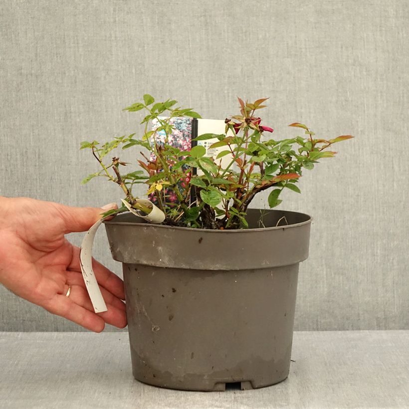 Esemplare di Rosa polyantha Everglow Ruby Vaso da 4L/5L consegnato in estate