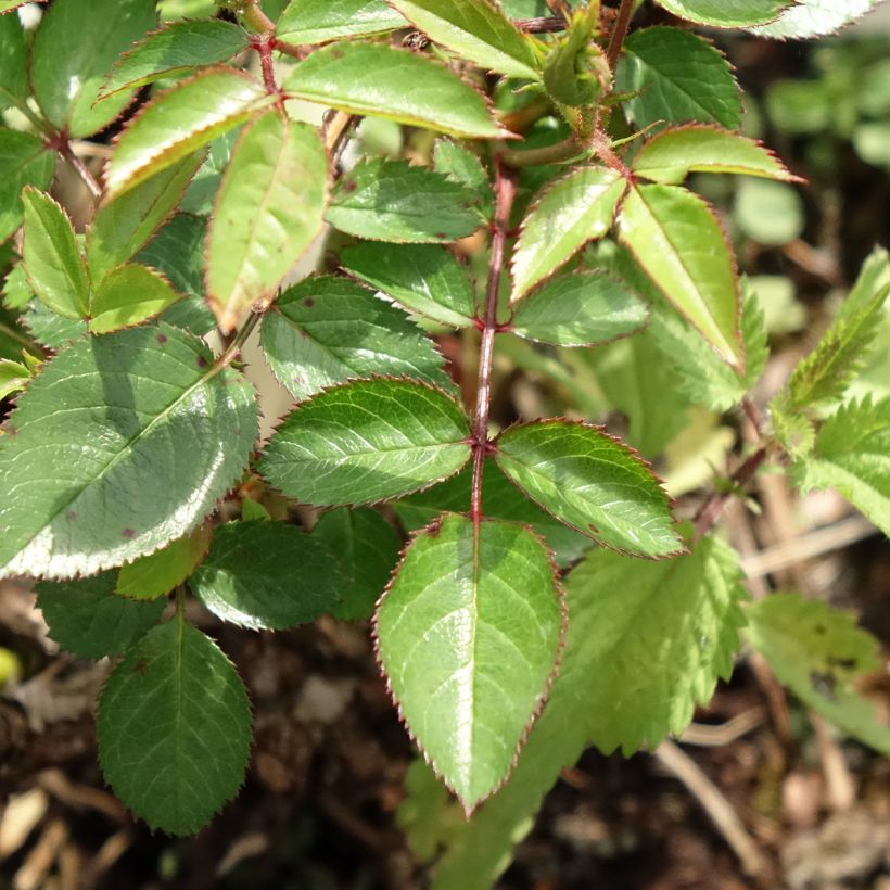 Rosa polyantha Everglow Ruby (Foliage)