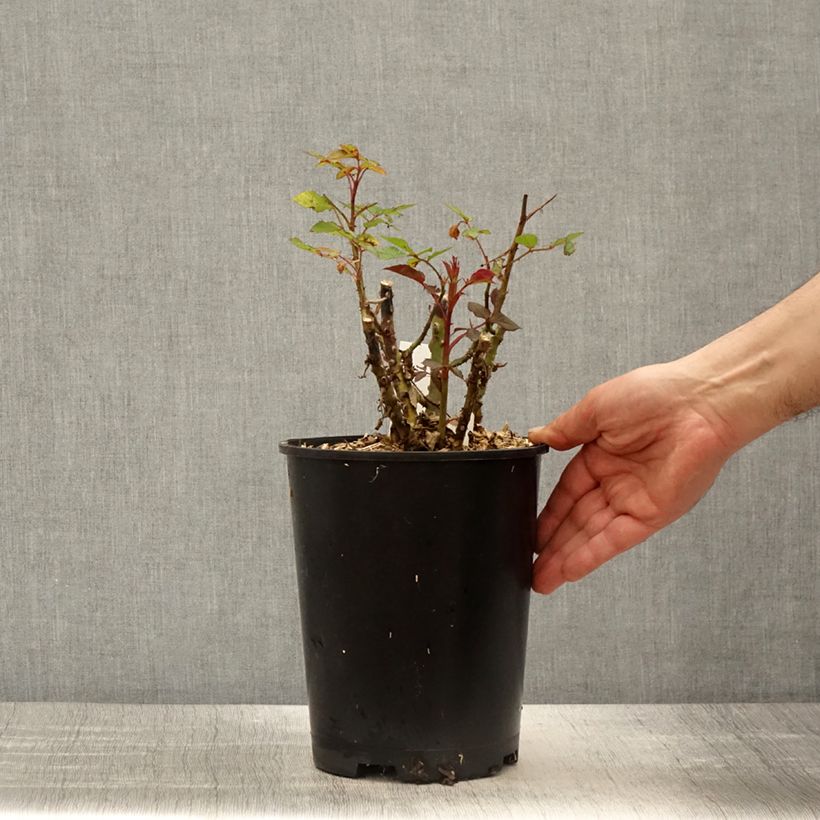 Rosa polyantha Birthday Rose Bio Vaso da 4L/5L esemplare consegnato in primavera