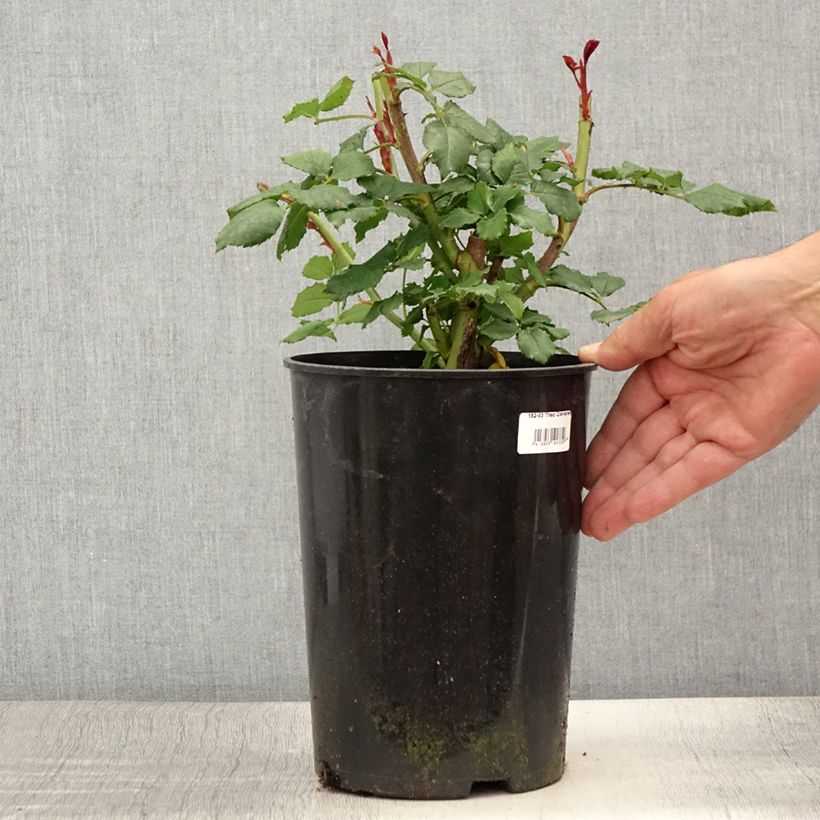 Example of Rosa Floribunda Taste of Love Theo Clevers Vaso da 4L/5L as you get in ete