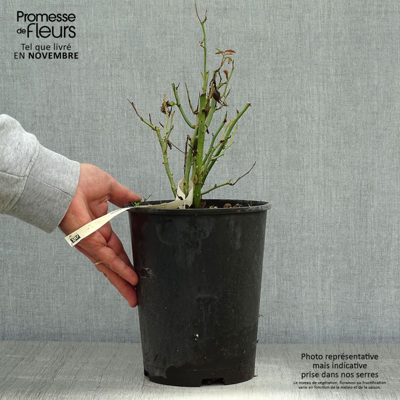 Esemplare di Rosier à pétales comestibles Tiramisu Bio Pot de 4L/5L come consegnato in autunno