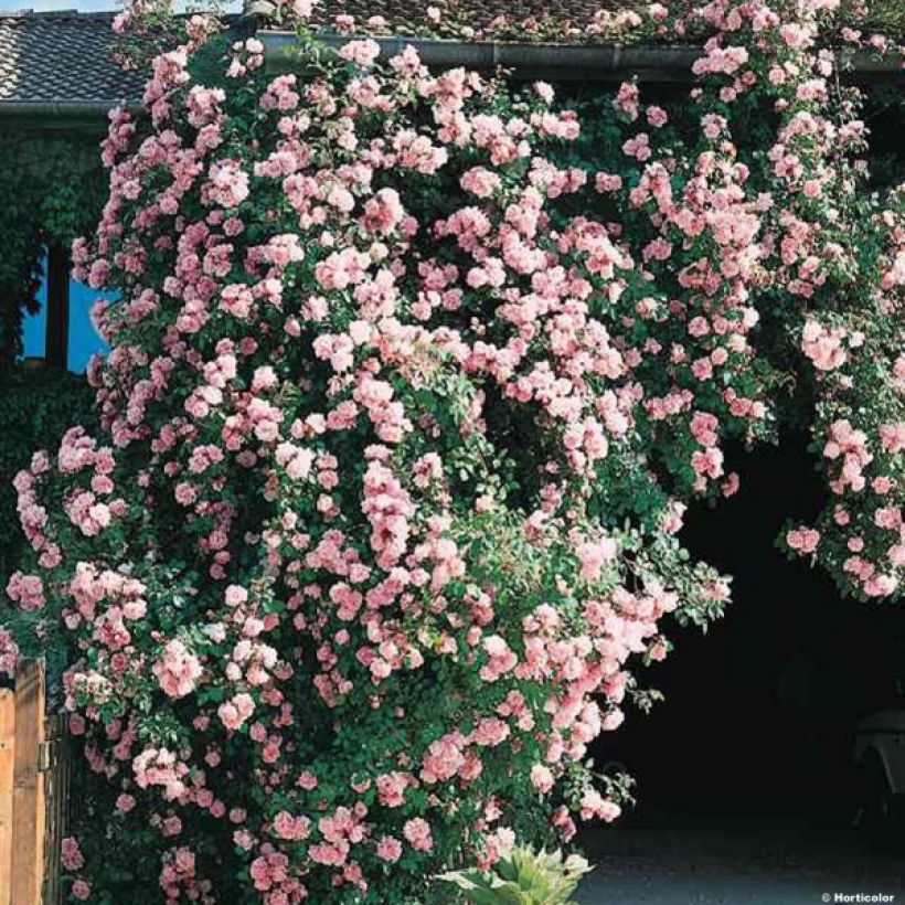 Rosa wichuraiana Albertine - Rosa rampicante (Plant habit)