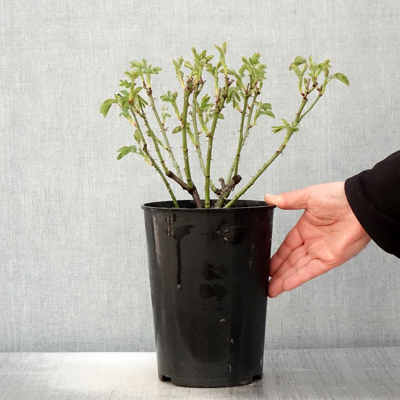 Example of Rosa bianca Suaveolens Vaso da 4L/5L as you get in printemps