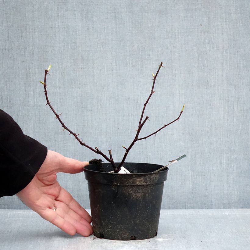 Rosa rugosa Basye's Purple Rose Vaso da 1,5L/2L esemplare consegnato in inverno