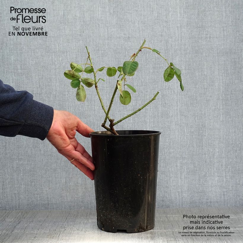 Esemplare di Rosa centifolia Muscosa Vaso da 4L/5L come consegnato in autunno