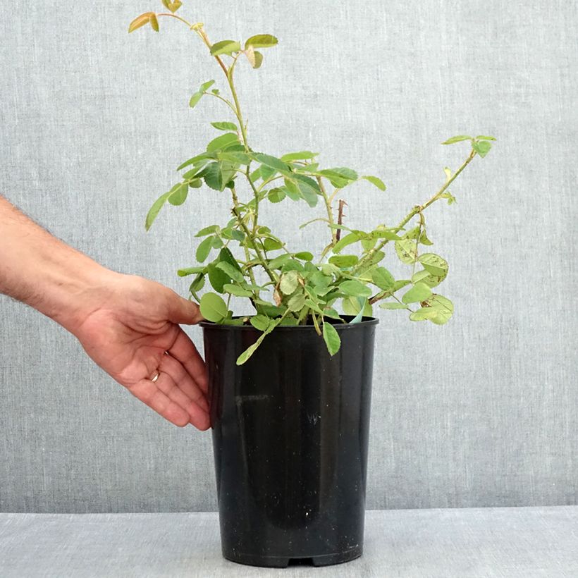 Esemplare di Rosa centifolia Muscosa Vaso da 4L/5L consegnato in estate