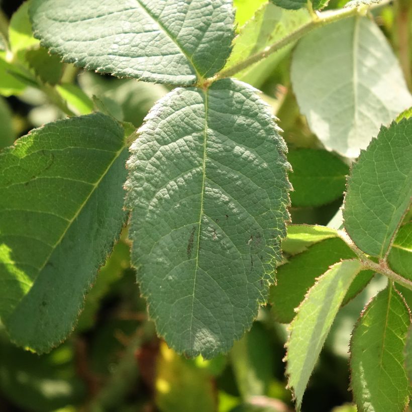 Rosa centifolia Muscosa (Foliage)