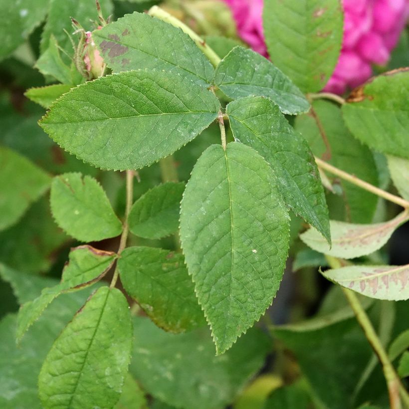 Rosa gallica Charles de Mills - Rosa serpeggiante (Fogliame)