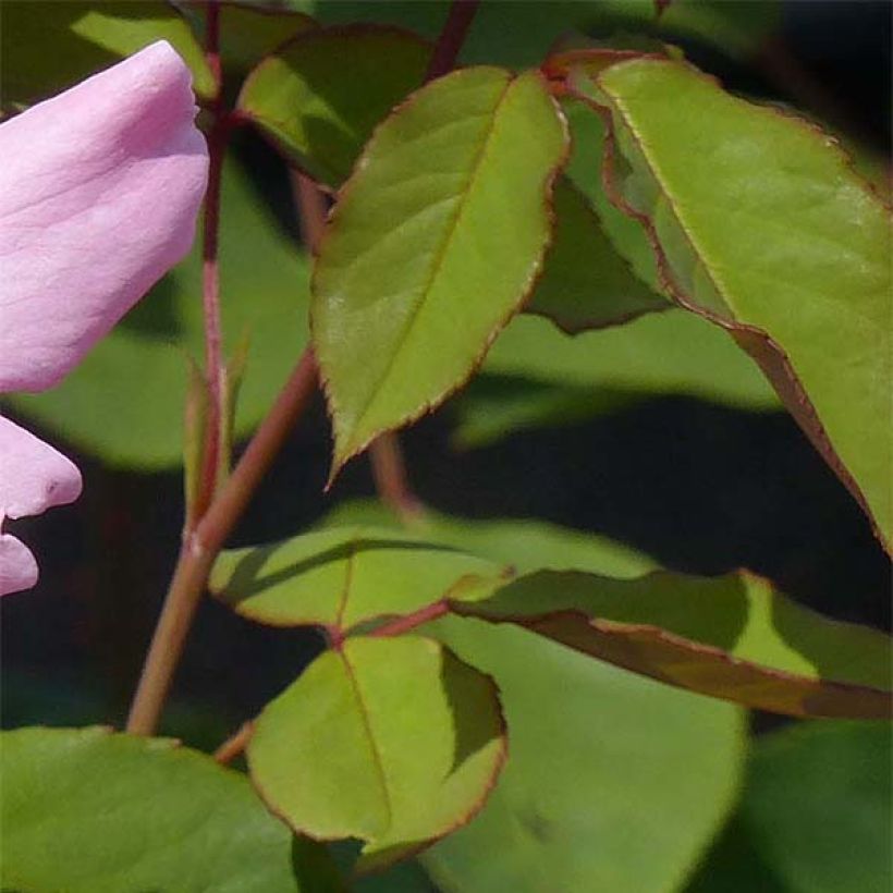 Rosa antica Dainty Bess (Fogliame)