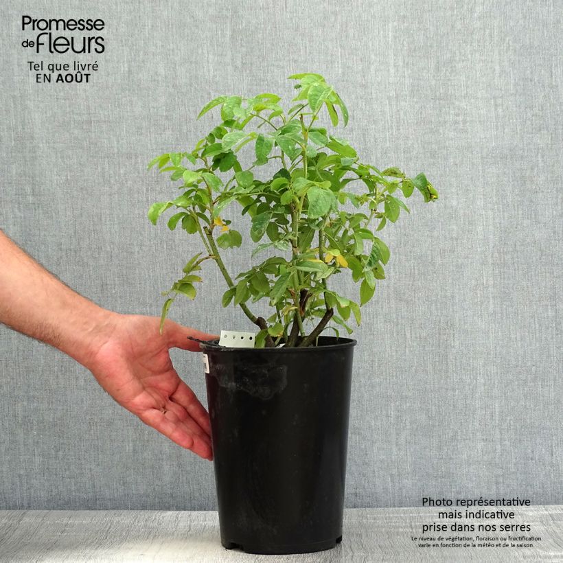 Example of Rosa Ispahan - Rosa di Damas Vaso da 4L/5L as you get in ete