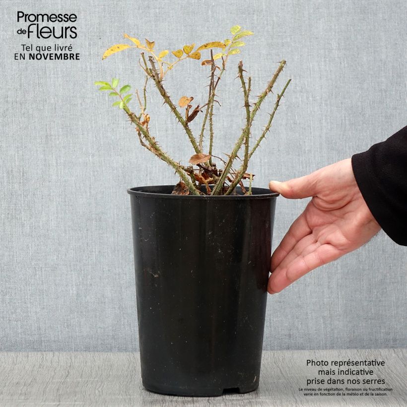 Esemplare di Rosa rugosa F.J Grootendorst Vaso da 4L/5L come consegnato in autunno