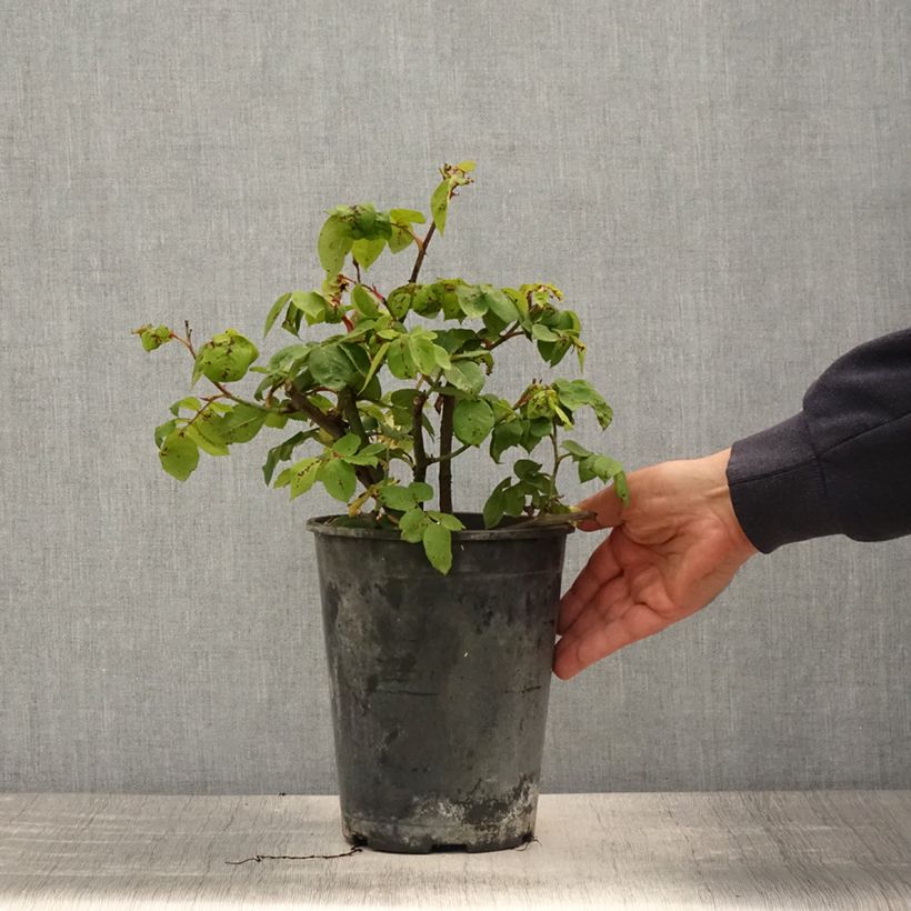 Rosa centifolia Fantin Latour Vaso da 4L/5L esemplare consegnato in primavera