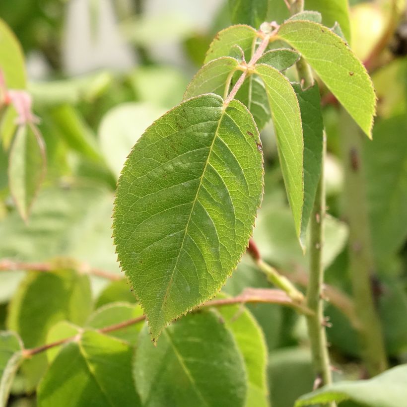 Rosa centifolia Fantin Latour (Fogliame)