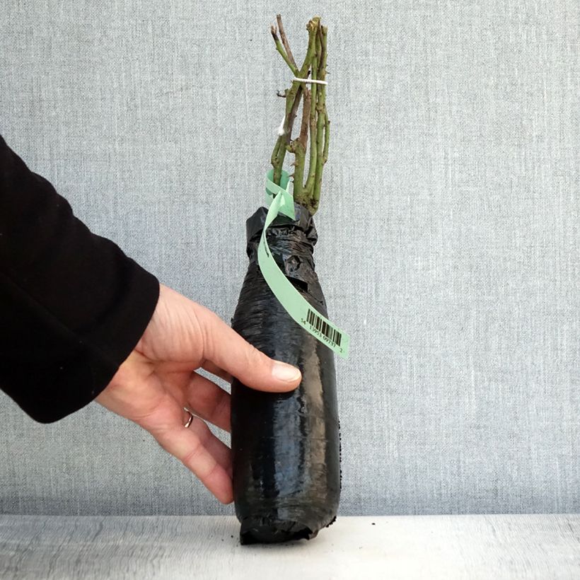 Rosa antica Fragrant Old yellow Zolla a radice nuda esemplare consegnato in inverno