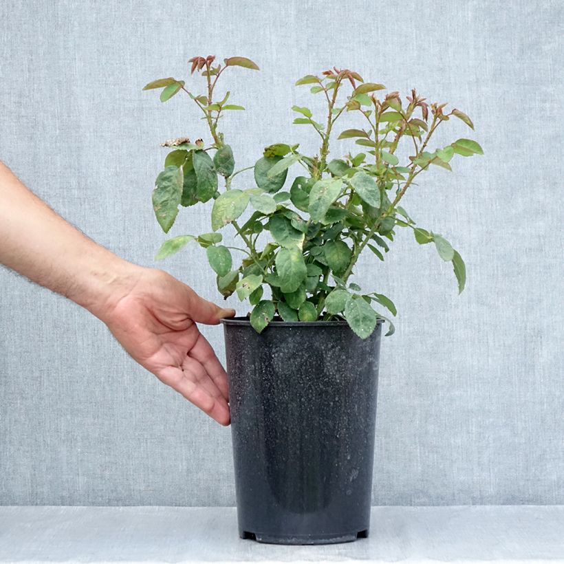 Esemplare di Rosa antica Fragrant old white Vaso da 4L/5L consegnato in estate