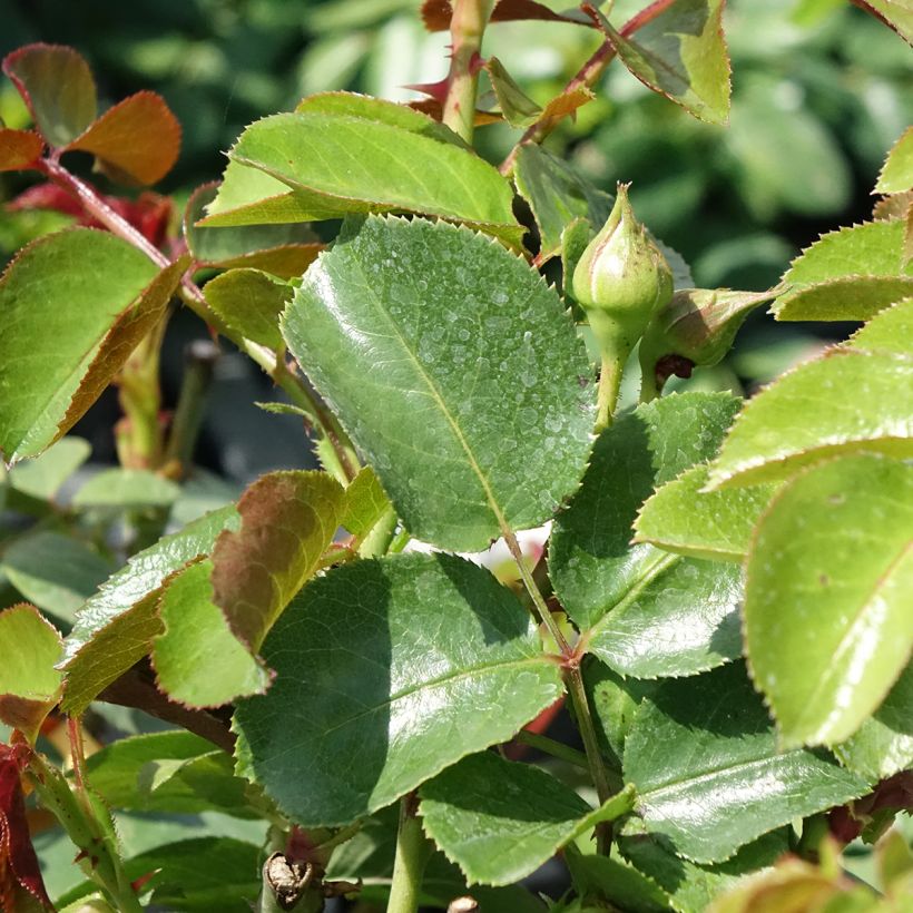 Rosa antica Fragrant old white (Fogliame)