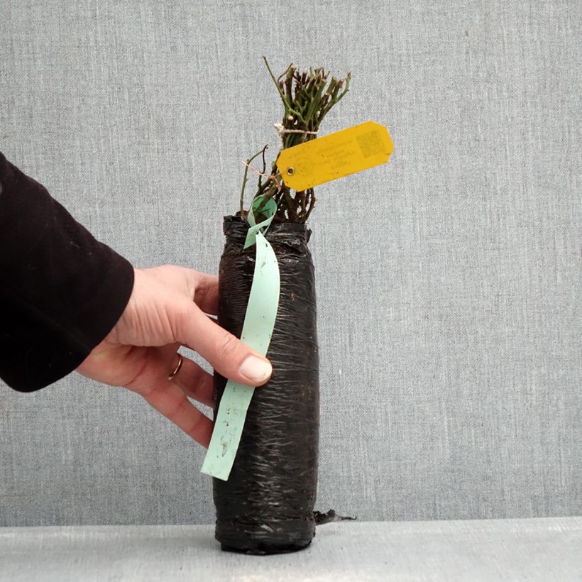 Rosa antica Fragrant old white Zolla a radice nuda esemplare consegnato in inverno