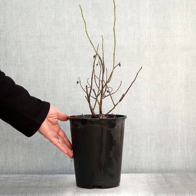 Rosa gallica Officinalis Vaso da 4L/5L esemplare consegnato in inverno