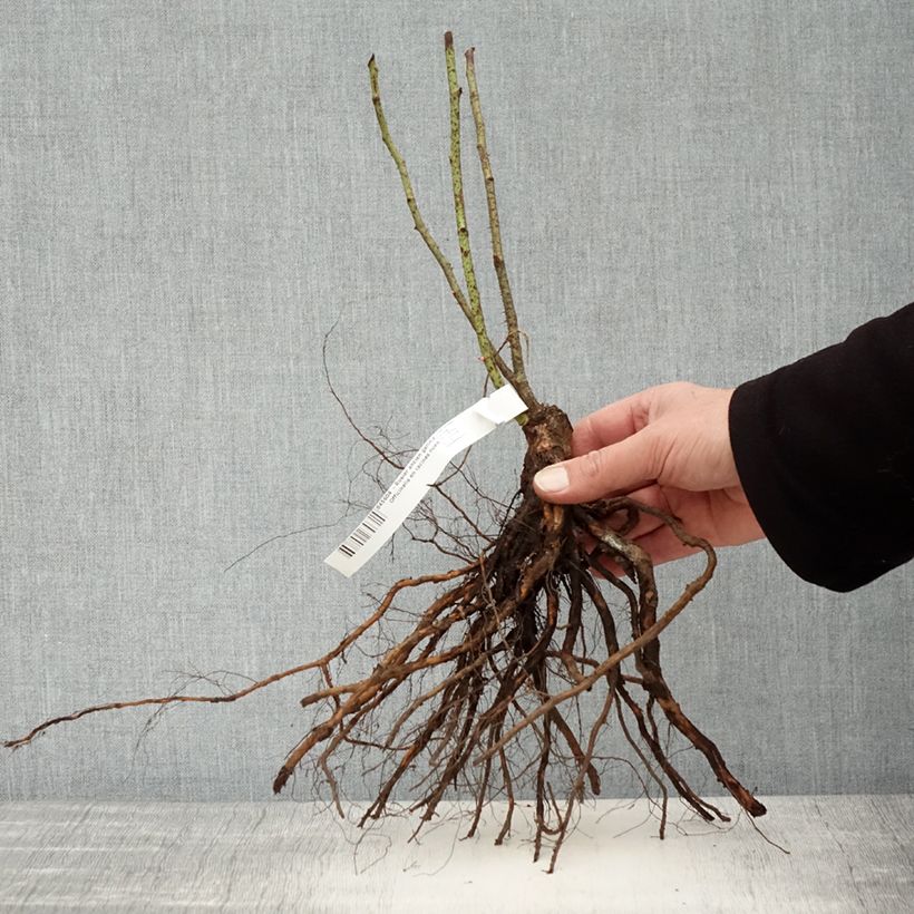 Rosa gallica Officinalis Piante piccole a radice nuda esemplare consegnato in inverno