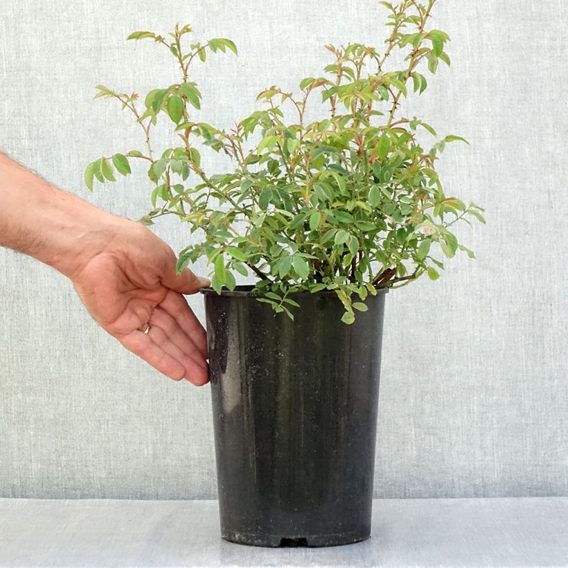 Example of Rosa gallica - Rosa serpeggiante Vaso da 4L/5L as you get in ete
