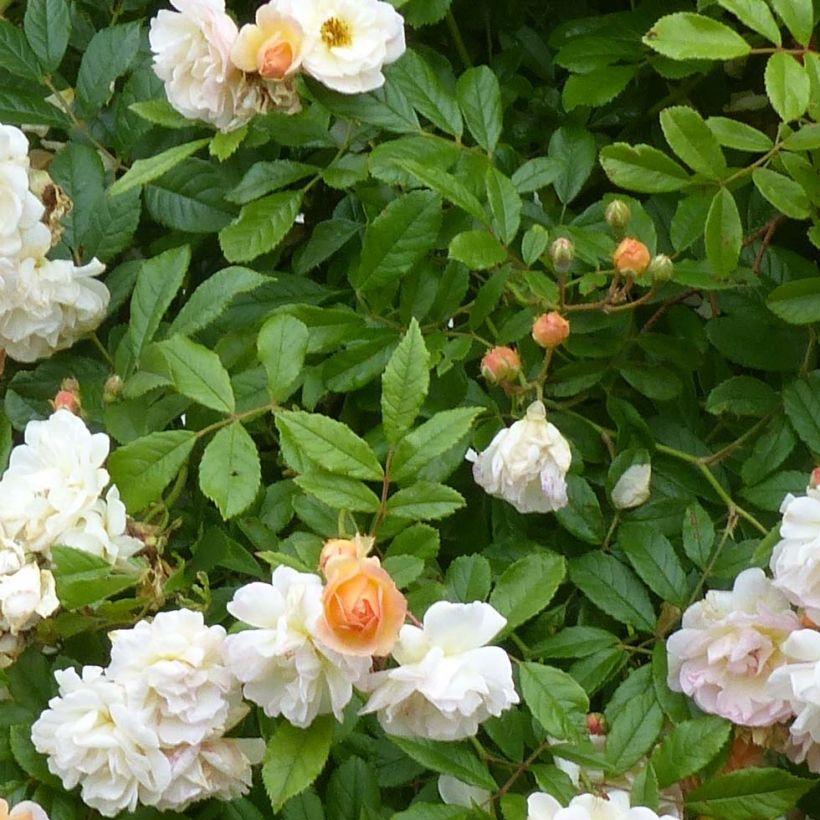 Rosa multiflora Ghislaine de Féligonde (Foliage)