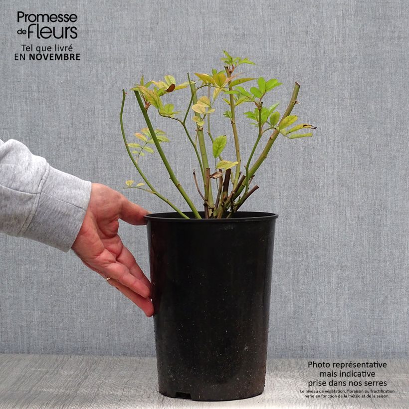 Esemplare di Rosa multiflora Ghislaine de Féligonde Vaso da 4L/5L come consegnato in autunno