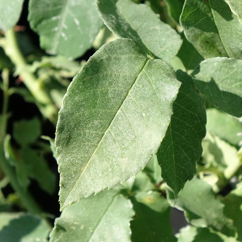 Rosa antica Honorine de Brabant (Fogliame)