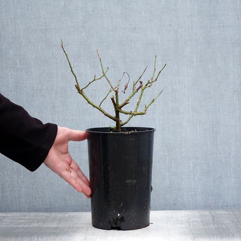 Rosier ancien Jacqueline du Pré Pot de 4L/5L esemplare consegnato in inverno