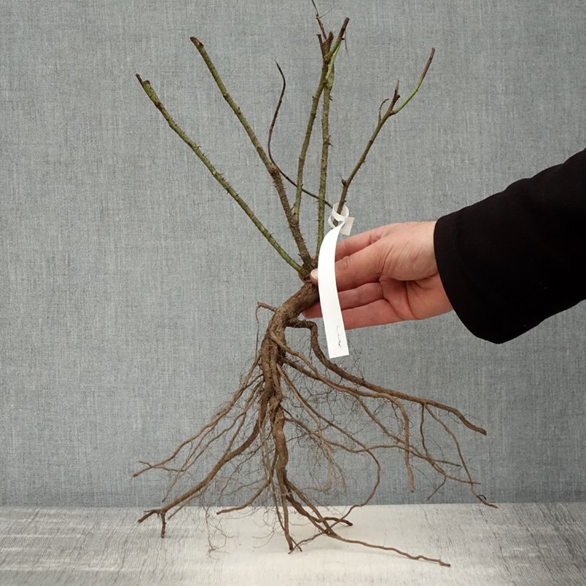 Example of Rosa antica Jacques Cartier Piante piccole a radice nuda as you get in hiver