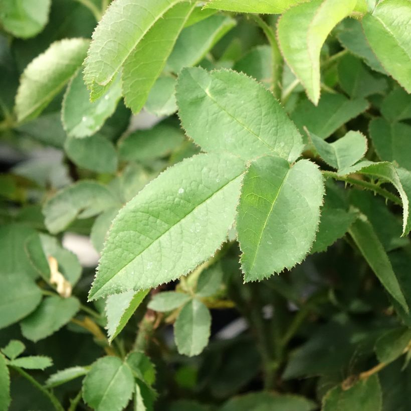 Rosa antica Jacques Cartier (Foliage)