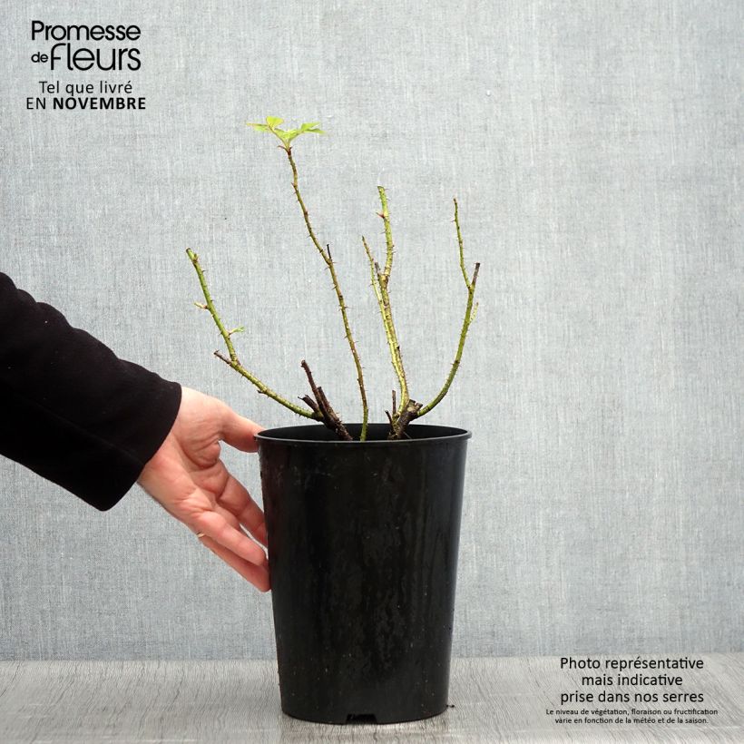 Esemplare di Rosa antica Trigintipetala Vaso da 4L/5L come consegnato in autunno