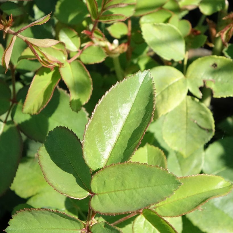 Rosa antica La Reine Victoria (Fogliame)