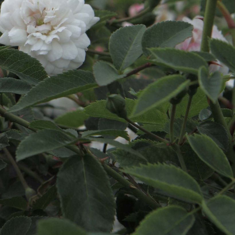 Rosa antica Little White Pet (Foliage)