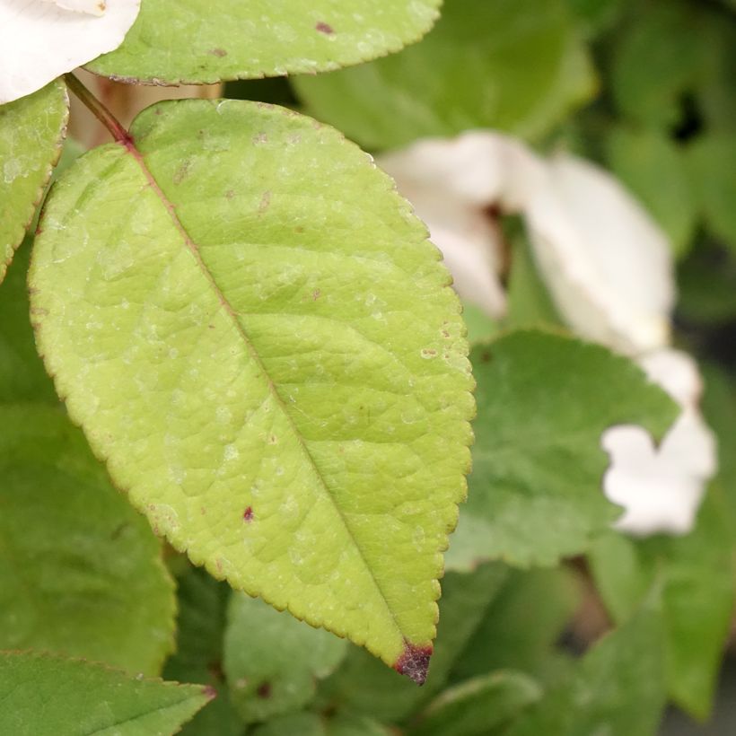 Rosa antica Madame Ernest Calvat (Fogliame)