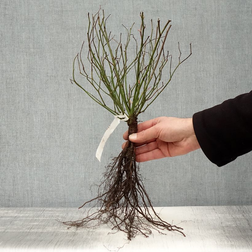 Example of Rosa antica Marie Pavie Piante piccole a radice nuda as you get in hiver