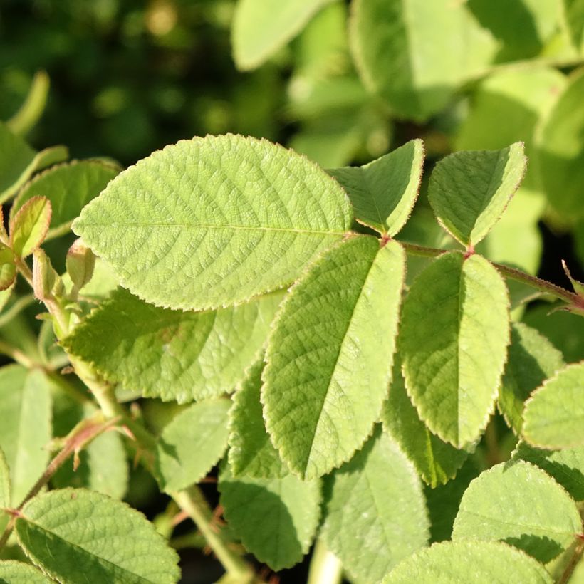 Rosa antica Mme Hardy (Fogliame)