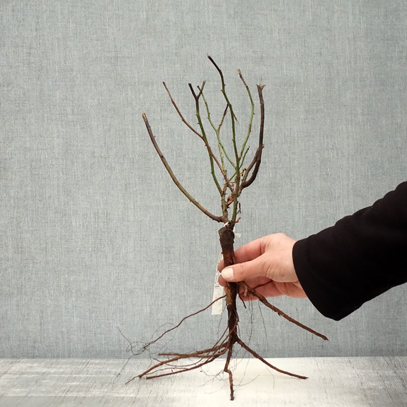 Example of Rosa antica Mme Issac Pereire Piante piccole a radice nuda as you get in hiver